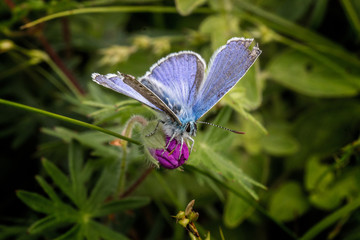 Schmetterling auf Lila Blume