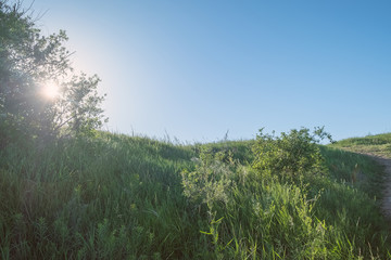 sun shining through a bush on a green grass in the summer afternoon background