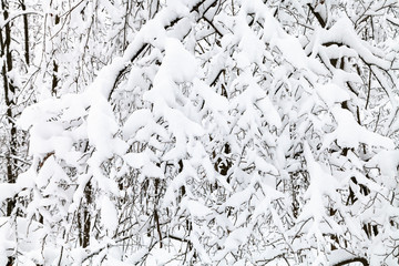 snow-covered branches in winter forest