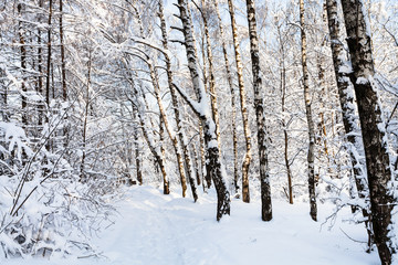 snow-covered way in forest park in winter morning