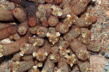 Some cactuses bloom only a few hours, some a few days and some only bloom at night

