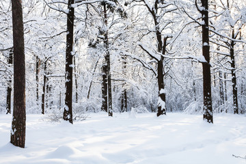 snowy meadow in forest park in winter morning