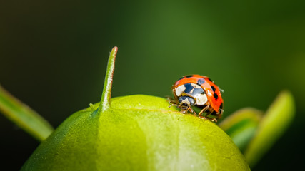 Asian ladybeetle feeding on a drop of nectar