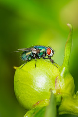 Green fly (Lucilia Sericata) on a peony