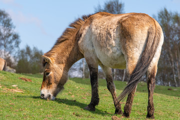 Naklejka na ściany i meble A solitary Przewalski's horse grazes on a gentle slope under blue skies