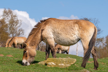 Naklejka na ściany i meble A herd of Przewalski's horse graze on a gentle slope under blue skies
