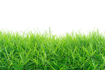 Grass on white background.