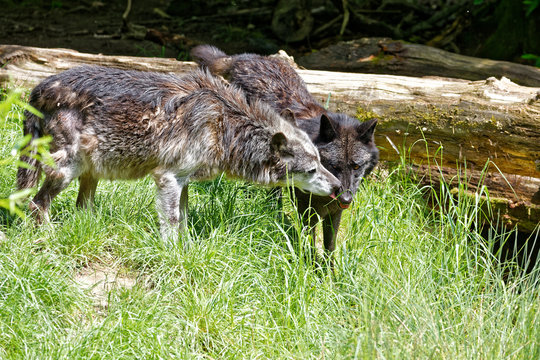 Loup gris et loup noir
