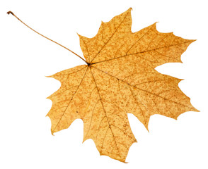 back side of fallen autumn leaf of acer tree