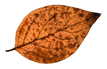 autumn decayed leaf of poplar tree isolated