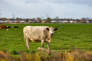 Fototapeta premium A cow grazing on the Landsmeer grassland near Amsterdam