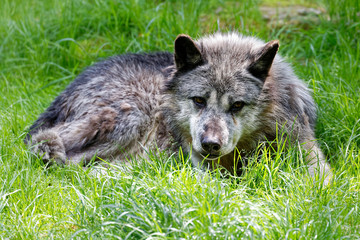 Loup gris