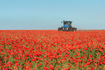 Fototapeta premium Blue tractor in the red poppies field.
