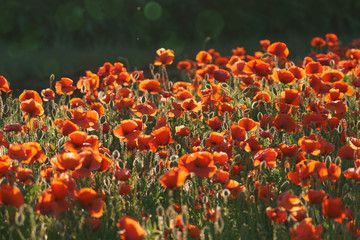 Beautiful red poppies at the evening.