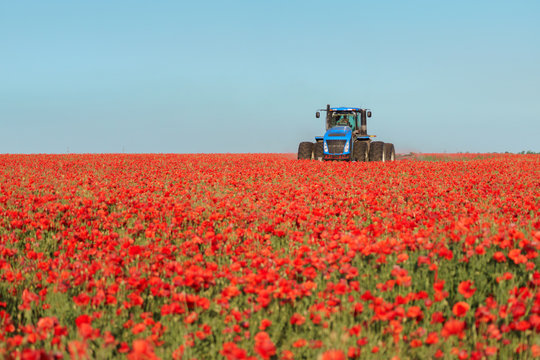 Blue tractor in the red poppies field.