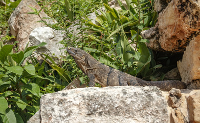 A green iguana is heated on ancient stones among the foliage. Mexico