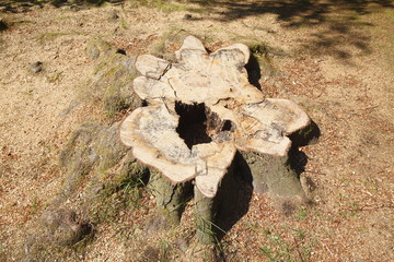 abgesägter Baumstumpf , Vogelschau,