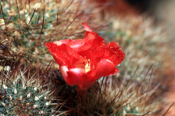 Some cactuses bloom only a few hours, some a few days and some only bloom at night

