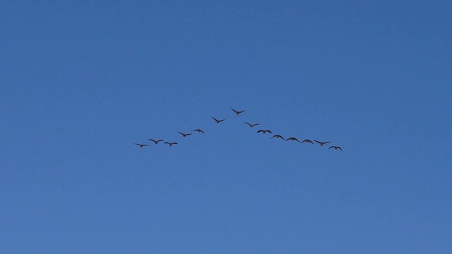 Wild geese are flying angle in the sky. The wedge of wild migratory birds in flight.