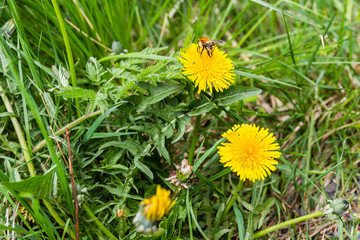 Bumblebee on a dandelion