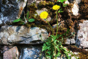 Dandelions on a stone wall