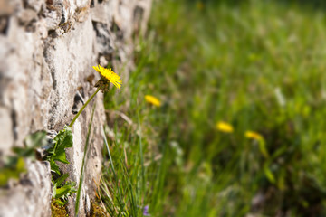 Dandelion on a wall