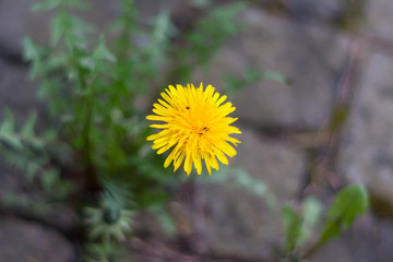 Dandelion close up on the pavement