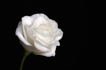 Closeup of white rose on black background