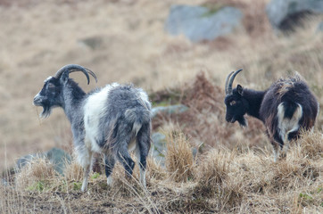Two goats standing on a small mound in Scotland in February. Heavy snow can be seen falling in the air around it