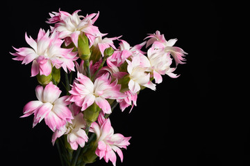 Closeup of pink and white carnations blooming with stem on a black background