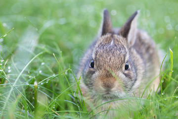 3 week old bunny in grass from front