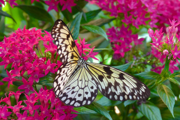 Fototapeta na wymiar Butterfly and Tropical Flower, Macro Closeup. Black and white speckled butterfly climbs over pink flowers, close-up.