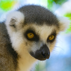 Obraz premium Lemur Close up in Madagascar. Portrait of ring-tailed lemur catta. Lemur catta in the natural habitat.