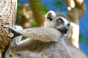 Lemur licks his paw. Ring tailed Lemur close up. Lemur catta in the natural habitat.