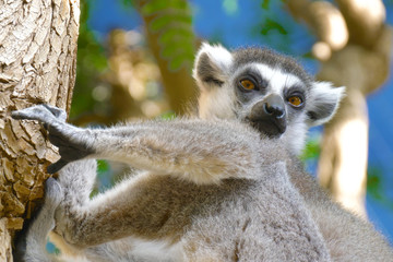 Lemur licks his paw. Ring tailed Lemur close up. Lemur catta in the natural habitat.