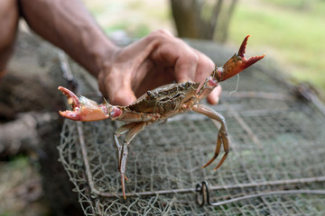 fisherman and his  crab