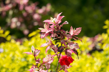 Leaf of Red Chinese hibiscus flower