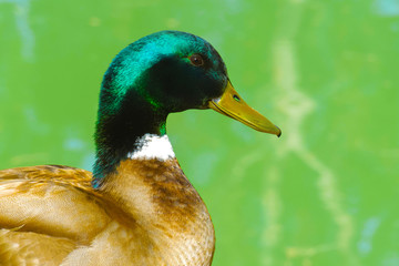 Drake male close-up against a background of a pond. Drake cleans feathers with a beak. Portrait drake.