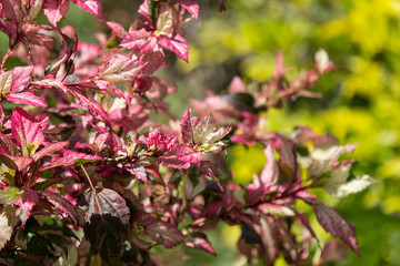 Leaf of Red Chinese hibiscus flower