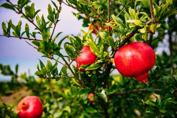 Red ripe pomegranates on the tree in the garden in Greece