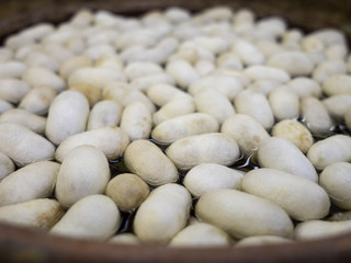 Museum of silk production. Hand process of silk yield.