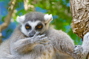 Lemur licks his paw. Ring tailed Lemur close up. Lemur catta in the natural habitat.