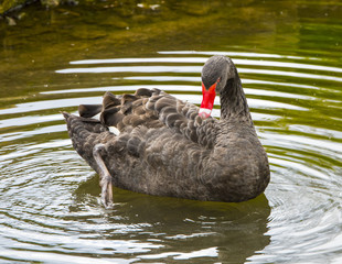 A black swan on waters near Iffezheim. Baden Baden, Germany, Europe