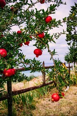 Red ripe pomegranates on the tree in the garden in Greece