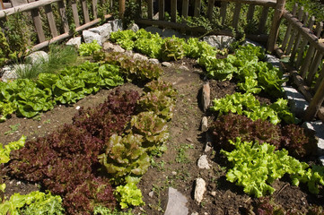 Fototapeta na wymiar Bauerngarten mit verschiedenen Salaten
