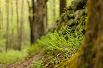Naklejka premium Ferns next to a stone wall in a forest. Great Smoky Mountains National Park, TN, USA.