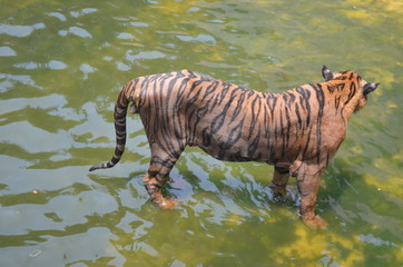 Fototapeta na wymiar tiger