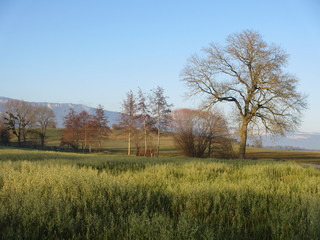 Bocage à Orbe