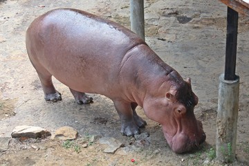 Animal,  it is in KAO SUAN KWANG zoo,  at KHON KAEN province THAILAND.