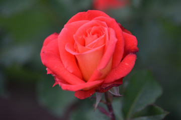 Dynastry Rose 02